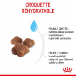 Royal Canin-BabyCat Gestation/Allaitement (1)