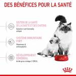 Royal Canin-BabyCat Gestation/Allaitement (1)