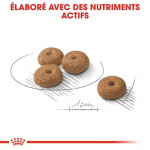 Royal Canin Mini Adult Digestive Care nourriture pour chiens de taille petite