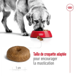 Royal Canin Maxi Ageing 8+ nourriture pour chien en âge avancé de grande race