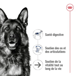 Royal Canin Maxi Ageing 8+ nourriture pour chien en âge avancé de grande race