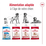 Royal Canin Medium Adult 7+ nourriture pour chien Senior de taille moyenne