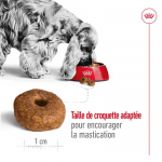 Royal Canin Medium Ageing 10+ croquettes pour chiens âgés de races moyennes