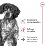 Royal Canin Medium Ageing 10+ croquettes pour chiens âgés de races moyennes