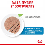 Royal Canin Dog Starter Mousse alimentation humide pour chiots et mères allaitantes