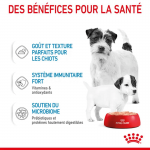 Royal Canin Dog Starter Mousse alimentation humide pour chiots et mères allaitantes