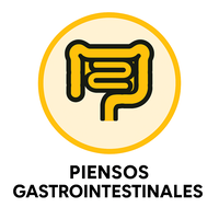 Piensos gastrointestinales para gatos - nutrición especial para problemas digestivos