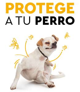 Los mejores antiparasitarios para perros en Guaw