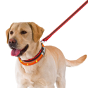 Collar Night Sobrecollar luminoso Over Lead Ferplast