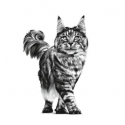 Vet Care Senior Consult Stage 2 (4)