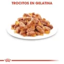 Royal Canin Kitten Sterilised Sobres En Gelatina Para Gatitos