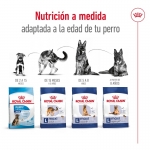 Maxi Adulto Razze Grande (10)