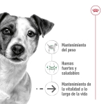 Royal Canin-Mini Ageing +12 Razze Piccole (1)
