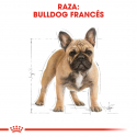 Royal Canin-Bulldog Francés Adulto (1)