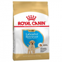 Royal Canin-Labrador Retriever Cachorro (1)
