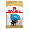 Yorkshire Terrier Cachorro (1)