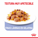 Royal Canin Appetite control care gelatina comida húmeda gato