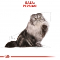 Royal Canin Persian pack de sobres para gatos adultos