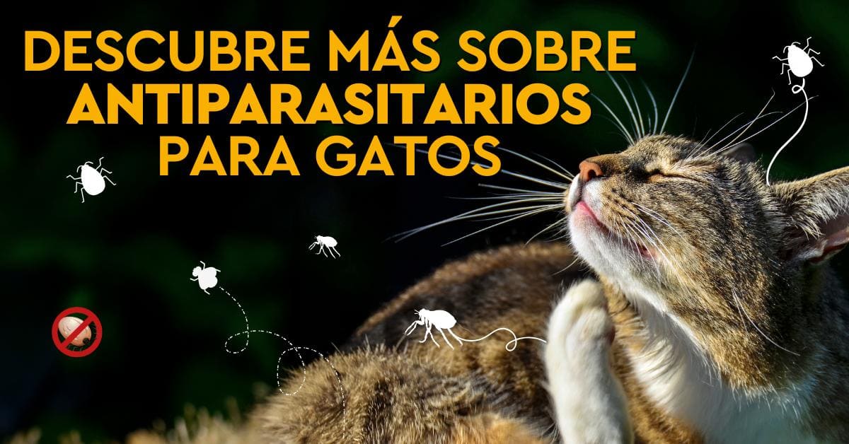 Consejos sobre antiparasitarios para gatos