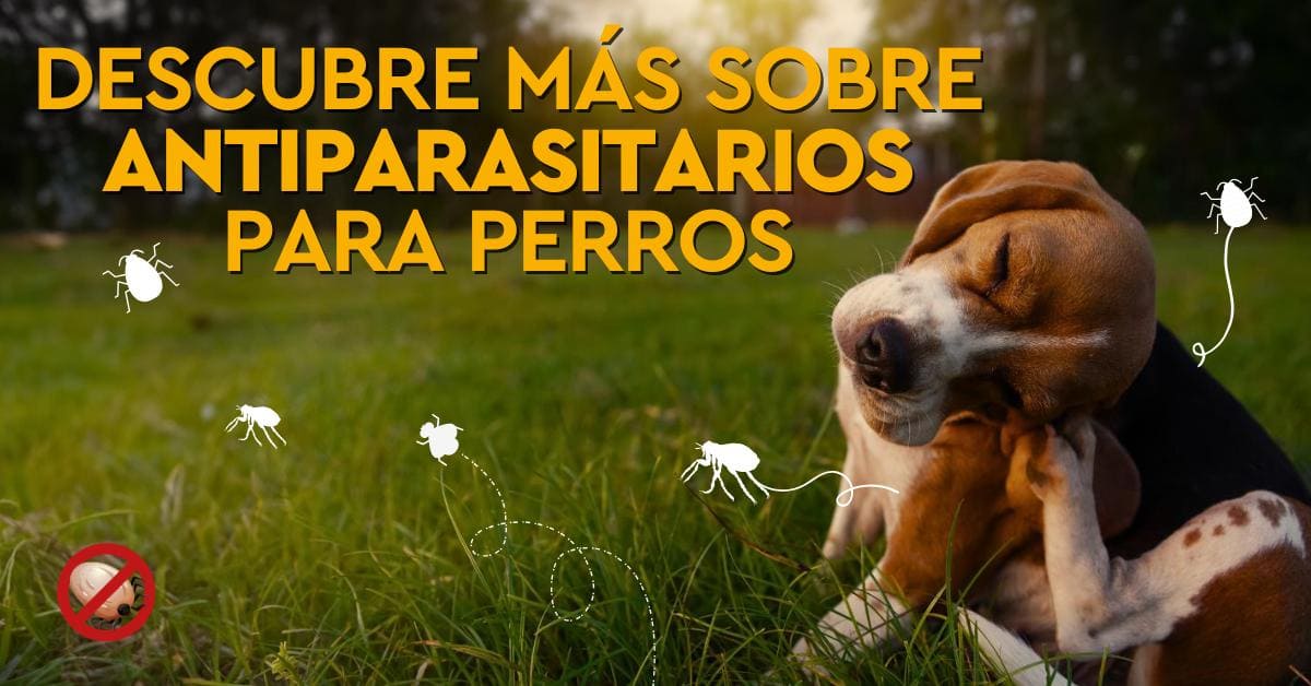 Consejos sobre antiparasitarios para perros